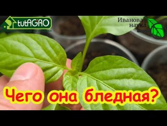 Рассада перца, томата, огурца прёт, но желтеет: пора ей помочь. Чем подкормить рассаду для силы.