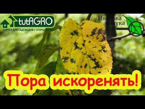 КУПОРОС + МОЧЕВИНА: КОГДА ПРАВИЛЬНО ДЕЛАТЬ ИСКОРЕНЯЮЩУЮ ОБРАБОТКУ САДА. Вот самый правильный срок.
