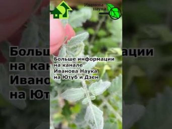 Чего не хватает томату? Дефицит фосфора у томата. Симптомы нехватки питания у томата.