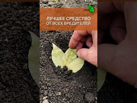 3 ЛАВРОВЫХ ЛИСТА В ЗЕМЛЮ ОСЕНЬЮ и ВСЕ ВРЕДИТЕЛИ СГОРЕЛИ ЗА НОЧЬ! Копеечный способ очистить участок 3 ЛАВРОВЫХ ЛИСТА В ЗЕМЛЮ ОСЕНЬЮ и ВСЕ ВРЕДИТЕЛИ СГОРЕЛИ ЗА НОЧЬ! Копеечный способ очистить участок