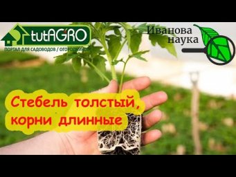 ПОЛОЖИТЕ НА ДНО СТАКАНА И РАССАДА БУДЕТ КАК С ВЫСТАВКИ! Крепкие корни и мощный урожай гарантирован!