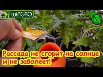 КРЕПКАЯ РАССАДА, НЕ СГОРИТ и НЕ ПРОПАДЕТ: используйте это дешевое аптечное средство вместо закалки.