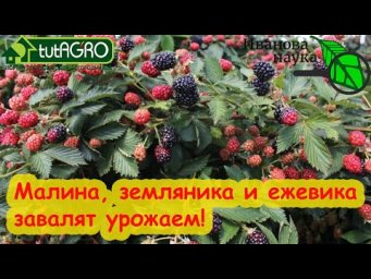 ЗАПОМНИТЕ: это надо сделать весной для урожая ягод и фруктов!