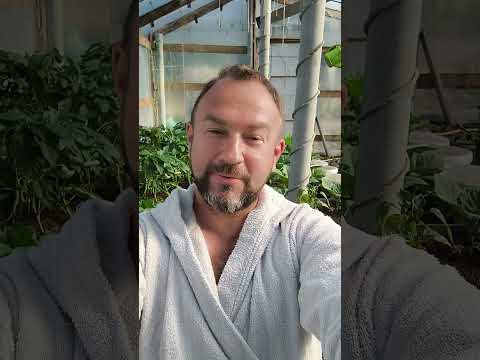Семена Алтая лгут? Как корпорации берут в плен умы и кошельки садоводов и огородников. Семена Алтая лгут? Как корпорации берут в плен умы и кошельки садоводов и огородников.