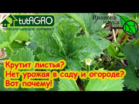 ПОЧЕМУ СОХНУТ КУСТЫ ЗЕМЛЯНИКИ/КЛУБНИКИ? Опять нет урожая огурца? Томаты перестали давать урожай? ПОЧЕМУ СОХНУТ КУСТЫ ЗЕМЛЯНИКИ/КЛУБНИКИ? Опять нет урожая огурца? Томаты перестали давать урожай?