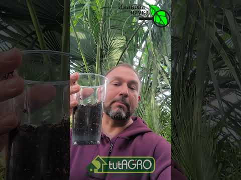 Огурцы и арбузы попрут как сумасшедшие! Секрет крепкой рассады. Сею огурцы и арбузы только так! Огурцы и арбузы попрут как сумасшедшие! Секрет крепкой рассады. Сею огурцы и арбузы только так!