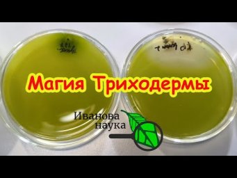 Секретный ингредиент для рекордного урожая: это поможет. Кто лучший помощник в саду и огороде?
