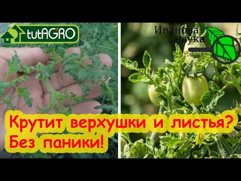 КРУТИТ ВЕРХУШКИ и ЛИСТЬЯ ТОМАТА? Перевожу с языка томатов на человеческий. Первая помощь рассаде. КРУТИТ ВЕРХУШКИ и ЛИСТЬЯ ТОМАТА? Перевожу с языка томатов на человеческий. Первая помощь рассаде.