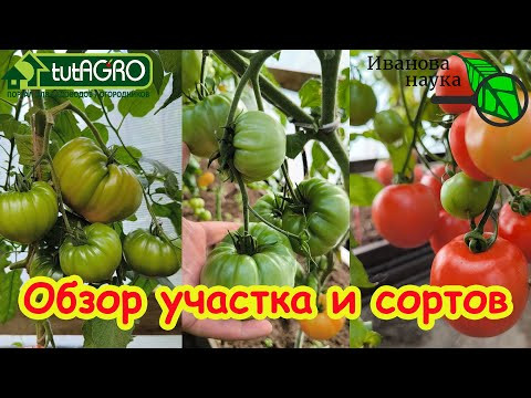 ОБЗОР ОГОРОДА и СОРТОВ. Август 2025 г.