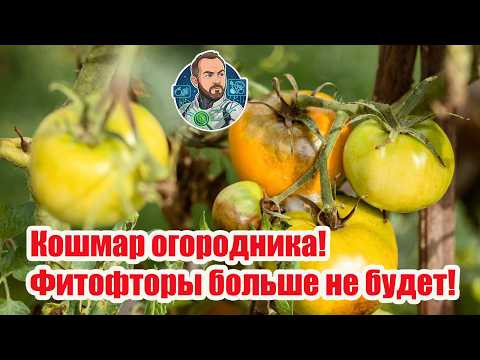 Полная победа над фитофторой! 3 средства с моментальным результатом. Полная победа над фитофторой! 3 средства с моментальным результатом.