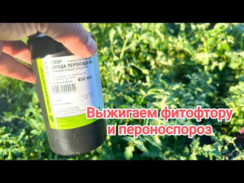 ВЫЖИГАЕТ ФИТОФТОРУ ЗА 1 РАЗ! ВСЕ СРЕДСТВА ОТ ФИТОФТОРЫ. Не химия. Нулевой срок ожидания. ВЫЖИГАЕТ ФИТОФТОРУ ЗА 1 РАЗ! ВСЕ СРЕДСТВА ОТ ФИТОФТОРЫ. Не химия. Нулевой срок ожидания.