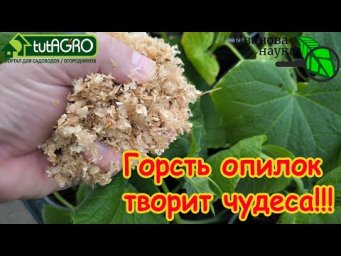 ЕСЛИ БЫ Я ТОЛЬКО РАНЬШЕ ЗНАЛ ПРО ЭТОТ СПОСОБ, то всегда бы растил рассаду ТОЛЬКО ТАК!
