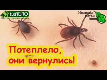 ПОТЕПЛЕЛО и ВЕРНУЛИСЬ КЛЕЩИ! Как проверить свой участок на безопасность?