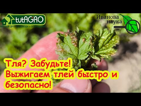 ТЛЯ ОСЫПАЕТСЯ ГРАДОМ С КУСТОВ и ДЕРЕВЬЕВ! Выжигаем тлю без химии. Тля не вернется в сад. ТЛЯ ОСЫПАЕТСЯ ГРАДОМ С КУСТОВ и ДЕРЕВЬЕВ! Выжигаем тлю без химии. Тля не вернется в сад.