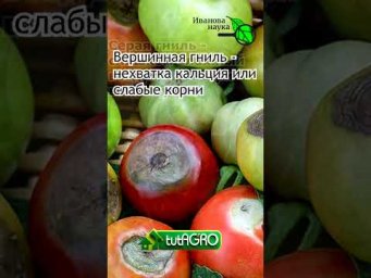 Чернеют, гниют или трескаются плоды томатов?  Избавьтесь от этих проблем раз и навсегда!