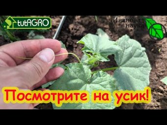 НЕ ПРОПУСТИТЕ ЭТУ ПОДКОРМКУ! ОГУРЕЦ РАСПУСТИЛ УСИКИ - САМОЕ ВРЕМЯ ПОДКОРМИТЬ!