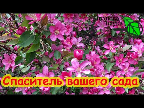 ЭТО ДЕРЕВО ДОЛЖНО БЫТЬ В КАЖДОМ САДУ! Спаситель всего сада. Просто посадите это дерево где-то с краю ЭТО ДЕРЕВО ДОЛЖНО БЫТЬ В КАЖДОМ САДУ! Спаситель всего сада. Просто посадите это дерево где-то с краю