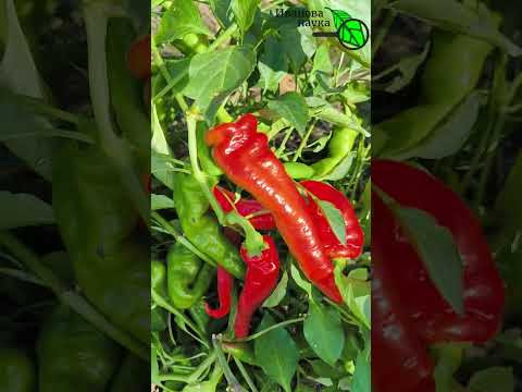 Большие проблемы у Ивановой науки. Иван Русских снимает не свой огород.