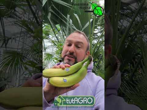 От бананов один вред? Как правильно есть бананы. Какие бананы самые полезные. От бананов один вред? Как правильно есть бананы. Какие бананы самые полезные.
