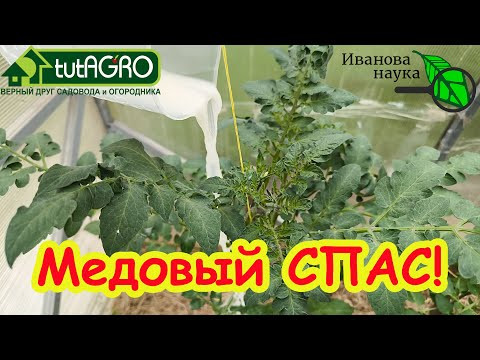 Рецепт СУПЕР!!! 100% завязи томатов, перцев и баклажанов. Домашний препарат своими руками. Рецепт СУПЕР!!! 100% завязи томатов, перцев и баклажанов. Домашний препарат своими руками.