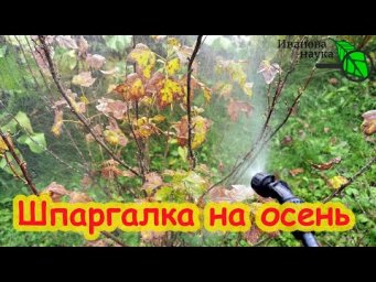 8 САМЫХ ВАЖНЫХ ДЕЛ В САДУ ОСЕНЬЮ. Не пропустите сроки важных работ для благополучия вашего сада.