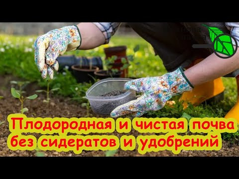 ОБОЙДЕМСЯ БЕЗ СИДЕРАТОВ! Не успели посеять сидераты? Ну и что! ОБОЙДЕМСЯ БЕЗ СИДЕРАТОВ! Не успели посеять сидераты? Ну и что!