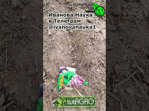 СПИНА НЕ БОЛИТ: вот почему у меня никогда не болит спина от посева семян в огороде. СПИНА НЕ БОЛИТ: вот почему у меня никогда не болит спина от посева семян в огороде.