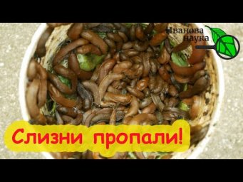 БЕДААААА!!!! Избавился от слизней на всем участке и теперь беда - не знаю, что делать!
