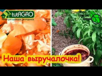 ЛУКОВАЯ НАСТОЙКА ВЫРУЧИТ ВСЕГДА! Луковая шелуха как удобрение. Приготовление лукового отвара.