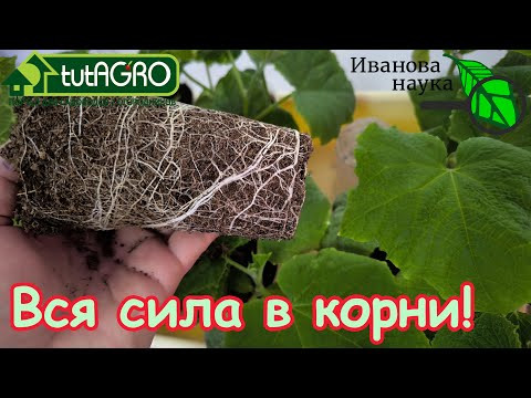 РАССАДА ТОЛЩЕ ДУБА: растет не ввысь, а вширь и в корень! Рассада не вытягивается даже без подсветки! РАССАДА ТОЛЩЕ ДУБА: растет не ввысь, а вширь и в корень! Рассада не вытягивается даже без подсветки!