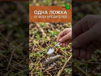 ВЫГНАЛ СЛИЗНЕЙ ОСЕНЬЮ И ОГОРОД ЧИСТ НАВСЕГДА! 1 ложка ОТ ВСЕХ ВРЕДИТЕЛЕЙ огорода. Совет биолога