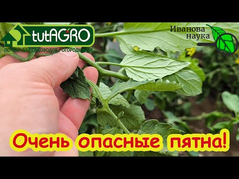 ПЯТНА НА ЛИСТЬЯХ ТОМАТА: листья желтеют и сохнут. Лечение томатов и огурцов от желтых пятен. ПЯТНА НА ЛИСТЬЯХ ТОМАТА: листья желтеют и сохнут. Лечение томатов и огурцов от желтых пятен.
