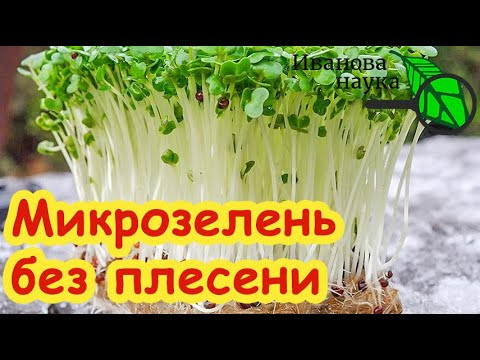 КАК ВЫРАСТИТЬ МИКРОЗЕЛЕНЬ БЕЗ ПЛЕСЕНИ. О таком способе вы точно не знали! КАК ВЫРАСТИТЬ МИКРОЗЕЛЕНЬ БЕЗ ПЛЕСЕНИ. О таком способе вы точно не знали!