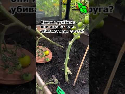 Боевые кроты! Как избавиться от кротов? Завести второго боевого! Одного потерпеть можно.