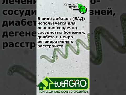 САМАЯ ЛУЧШАЯ РАССАДА - ТОЛЬКО ТАК! Для рассады, сада и огорода используйте это природное средство. САМАЯ ЛУЧШАЯ РАССАДА - ТОЛЬКО ТАК! Для рассады, сада и огорода используйте это природное средство.