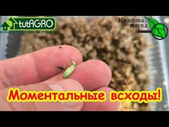 ОГУРЦЫ ВЗОШЛИ КАК ПО ВОЛШЕБСТВУ! Этот раствор оживляет даже мертвые семена!