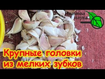 НЕ ЗНАЕТЕ В ЧЕМ ЗАМОЧИТЬ ЧЕСНОК ПРЕРЕД ПОСАДКОЙ? Замочите в этом средстве и даже мелкие зубки родят!