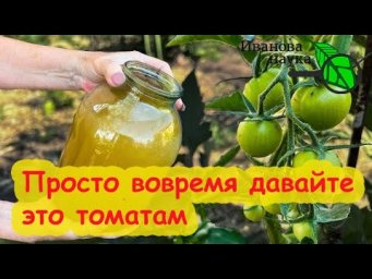 ТОМАТЫ СОБИРАЮ ВЕДРАМИ ДО ГЛУБОКОЙ ОСЕНИ! Просто дайте это томатам - и они заваливают урожаем!