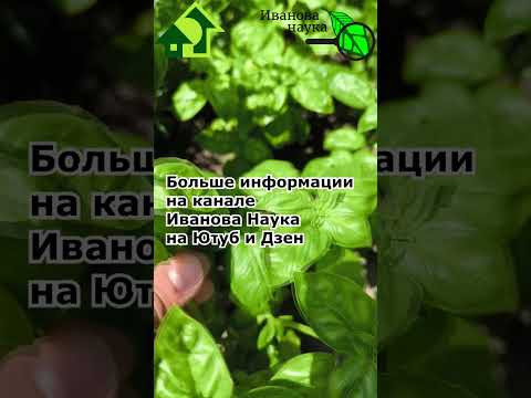 СОЧНЫЙ и АРОМАТНЫЙ БАЗИЛИК ДО САМЫХ МОРОЗОВ!