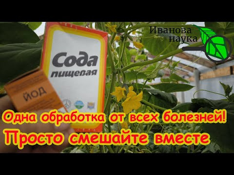ОГУРЦЫ ОЖИВУТ, ЗАЗЕЛЕНЕЮТ и БУДУТ ДАВАТЬ УРОЖАЙ БЕЗ ОСТАНОВКИ! Лечение огурца от болезней. ОГУРЦЫ ОЖИВУТ, ЗАЗЕЛЕНЕЮТ и БУДУТ ДАВАТЬ УРОЖАЙ БЕЗ ОСТАНОВКИ! Лечение огурца от болезней.