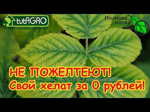 7 РЕЦЕПТОВ в 1 ВИДЕО: листья больше не пожелтеют! Хелат в 100 раз дешевле покупного. Лечение хлороза