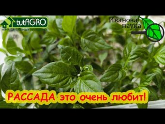 ТОП-10 САМЫХ ЧАСТЫХ ВОПРОСОВ О РАССАДЕ. Сроки посева семян, температура, подкормка, подсветка...