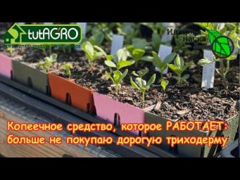 ОСТАНОВИТЕСЬ! 90% триходермы в магазинах &mdash; просто ГОВНОЕДКА! Показываю ту, что работает.