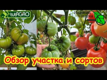 ОБЗОР ОГОРОДА и СОРТОВ. Август 2025 г.