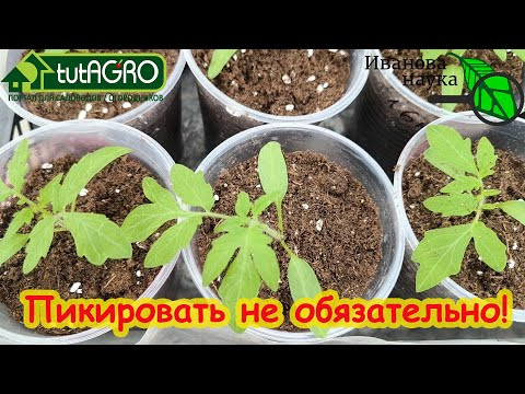 ЗАБЛУЖДЕНИЯ О ПИКИРОВКЕ РАССАДЫ. Нужна ли пикировка? Как обойтись без пикировки. Что она дает?