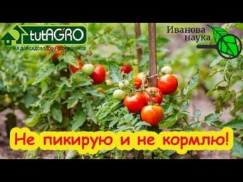 РАССАДА ДЛЯ ЛЕНИВЫХ: без стаканов, подкормок и пикировки. И БЕЗ ХЛОПОТ! Попробуйте этот способ.