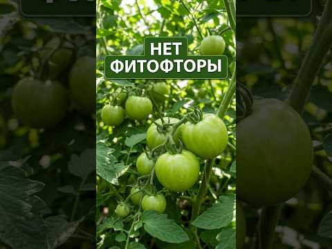 Худшая посадка томатов, которую вы видели!  А фитофторы НЕТ! Секрет тут 