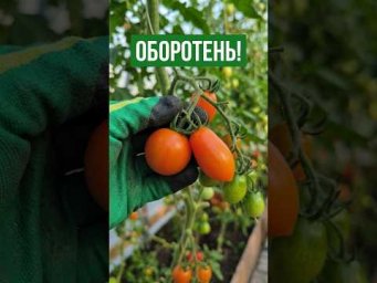 САМЫЙ НЕОБЫЧНЫЙ ТОМАТ В МОЕЙ ТЕПЛИЦЕ! Вы таких ещё не видели