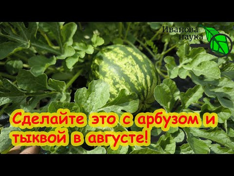 ПРАВИЛЬНАЯ ОБРЕЗКА АРБУЗОВ И ТЫКВ ДЛЯ ОТЛИЧНОГО УРОЖАЯ! Просто прищипните в нужном месте.