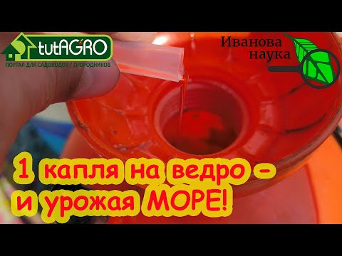 СУПЕРКОКТЕЙЛЬ ДЛЯ ТОМАТА и ОГУРЦА: урожая завались! Примените 1 раз и собирайте урожай ведрами! СУПЕРКОКТЕЙЛЬ ДЛЯ ТОМАТА и ОГУРЦА: урожая завались! Примените 1 раз и собирайте урожай ведрами!